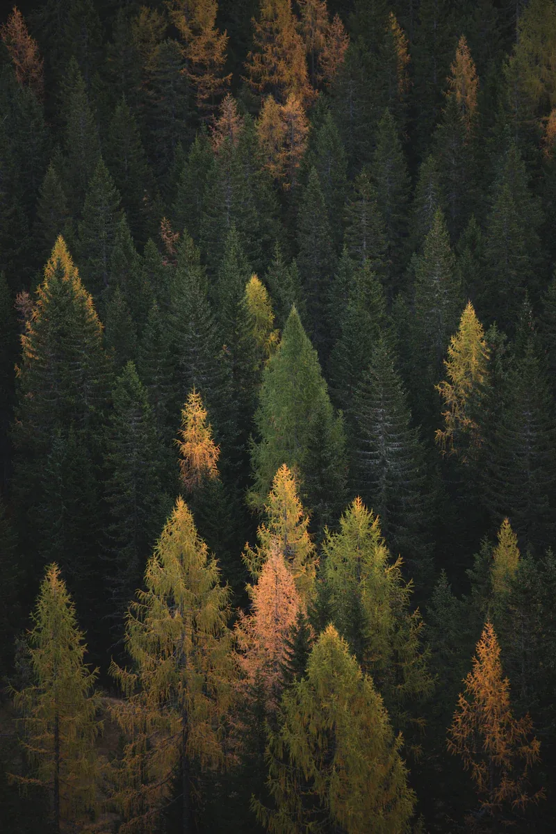 Dense forest canopy seen from above