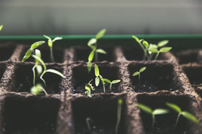 Young seedlings sprouting in a planting tray